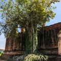 Ayutthaya_64