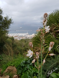 Gibraltar_03