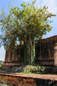 Ayutthaya_64